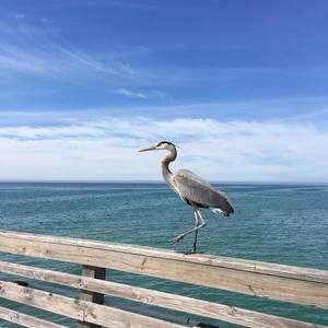 Meet your Posher, Lenore